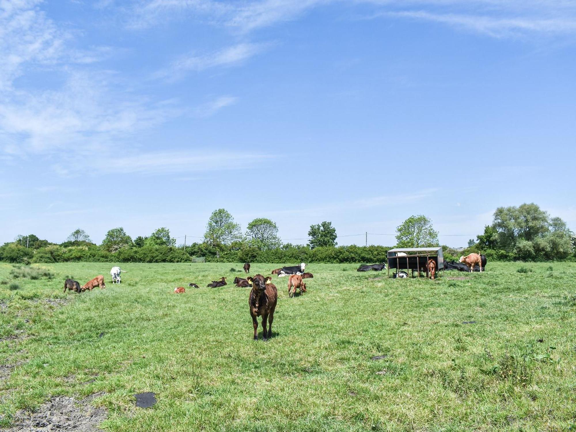 Green Acre Farm Ely Kültér fotó